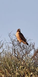 Animales,Arbusto,Pájaro,Sucursales,Ramas,Depredador,Cometa