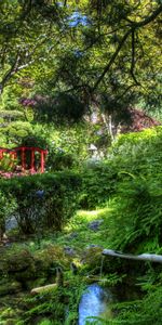 Nature,Fougère,Buissons,Pont,Ruisseau,Jardin