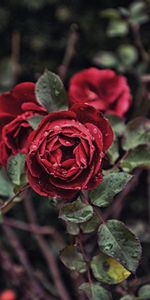 Bush,Bud,Drops,Rose Flower,Blur,Smooth,Rose,Flowers