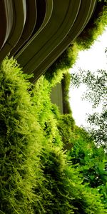 Bush,Building,Miscellanea,Miscellaneous,Fern,Plants