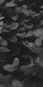 Bush,Bw,Mint,Leaves,Chb,Dark