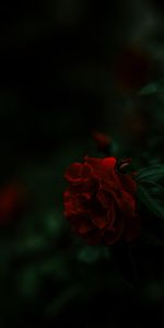 Une Rose,Buisson,Sombre,Rose