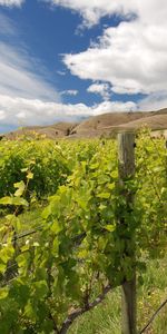 Rangs,Haie,Vignoble,Nature,Buissons,Clôture,Lignes,Jardin