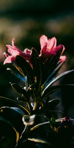 Bush,Flower,Dark