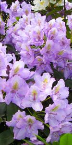 Bush,Flowering,Azalea,Lilac,Flowers,Bloom