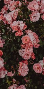 Fleurs,Buisson,Floraison,Roses