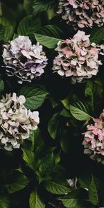 Bush,Flowering Leaves,Blossoming Leaves,Flowers,Hydrangea