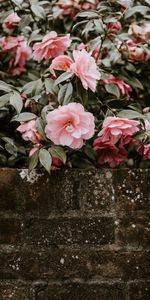 Bush,Flowers,Flowering,Bloom,Wall