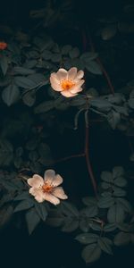 Bush,Flowers,Leaves,Wild Rose