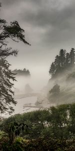 Forêt,Buissons,Nature,Brouillard