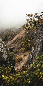 Bush,Fog,Slope,Nature