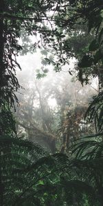 Jungle,Arbres,Brouillard,Nature,Forêt,Buissons,Tropiques