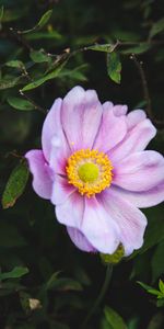 Flores,Rosa,Arbusto,Flor Del Jardín,Flor De Jardín,Flor Rosa,Jardín,Rosado