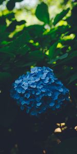 Bush,Inflorescence,Inflorescences,Blur,Smooth,Hydrangea,Flowers,Leaves