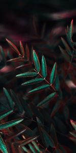 Bush,Macro,Branch,Plant,Leaves