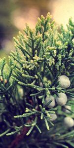 Bush,Macro,Branches,Berry,Juniper