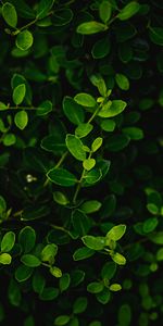 Bush,Macro,Branches,Leaves