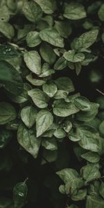 Bush,Macro,Branches,Leaves,Veins