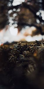 Bush,Macro,Close Up,Plants