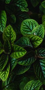 Bush,Nature,Carved,Leaves,Plant,Dark