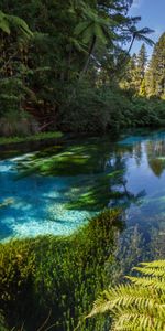 Agua,Árboles,Naturaleza,Ríos,Arbusto