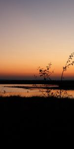 Bush,Outlines,Evening,Nature