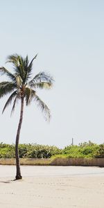 Bush,Palm,Nature,Sand,Beach