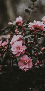 Bush,Pink,Flowers,Wild Rose