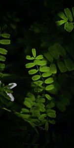 Bush,Plant,Branches,Leaves,Macro