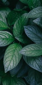 Planter,Nature,Branches,Feuilles,Plante,Buisson