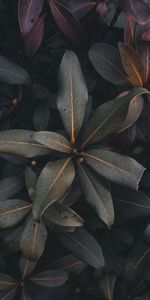 Bush,Plant,Dark,Grey,Nature,Leaves