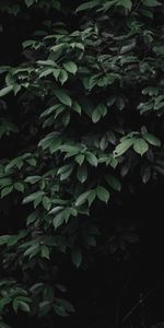 Bush,Plant,Dark,Leaves