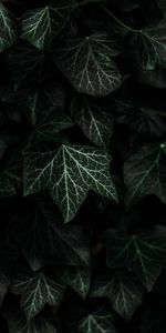 Bush,Plant,Leaves,Dark