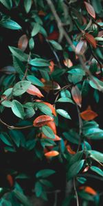 Bush,Plant,Macro,Branches,Leaves