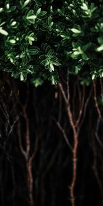 Feuilles,Planter,Macro,Plante,Branches,Buisson,Sombre