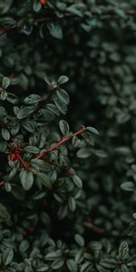 Bush,Plant,Macro,Branches,Wet