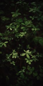 Plante,Planter,Rosée,Feuilles,Macro,Buisson