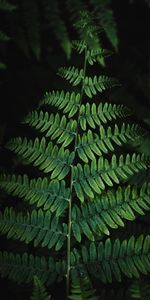 Bush,Plant,Macro,Leaves,Fern