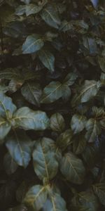 Bush,Plant,Nature,Leaves