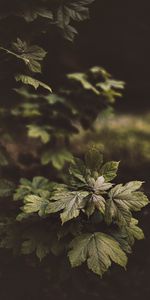 Bush,Plant,Nature,Leaves,Glossy