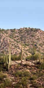 Naturaleza,Arbusto,Pradera,Cerro,Loma,Cacto,Cactus