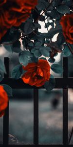 Bush,Rose Flower,Fence,Flowers,Rose,Garden