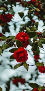 Bush,Rose,Flowering,Flowers,Bloom,Rose Flower