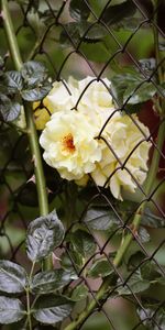 Les Épines,Chaussures À Pointes,Une Rose,Buisson,Fleurs,Rose