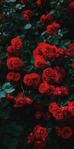 Roses,Contraste,Buisson,Jardin,Floraison,Fleurs