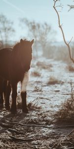 Arbusto,Oscuro,Sombra,Caballo,Poni,Vaya