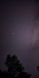 Bush,Starry Sky,Branches,Night,Dark