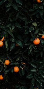 Mandarines,Agrume,Fruit,Agrumes,Buisson,Planter,Plante,Divers