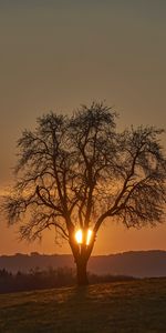 Bois,Nature,Sun,Buissons,Arbre,Coucher De Soleil