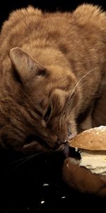 Délicat,Sandwich,Délicatesse,Un Sandwich,Animaux,Beurre,Nourriture,Huile,Chat